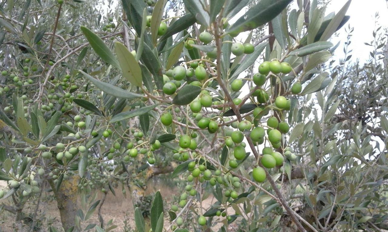 Poderi Di Tragliatella Kültér fotó