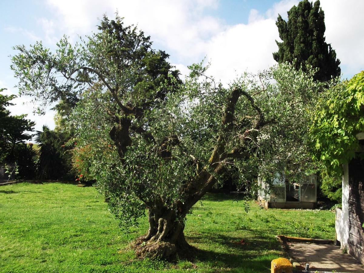 Poderi Di Tragliatella Kültér fotó